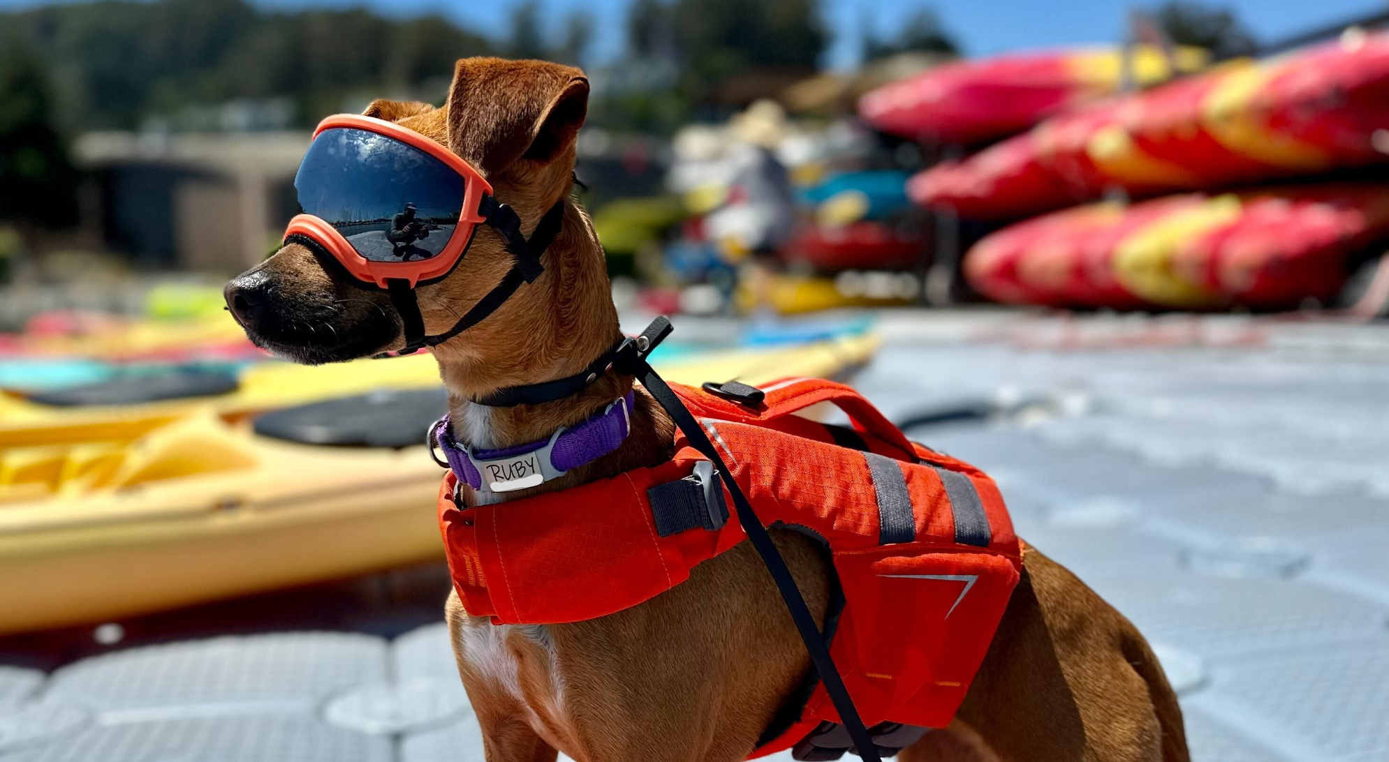 Celebrate Puppy Paddler Appreciation Month with Sea Trek!